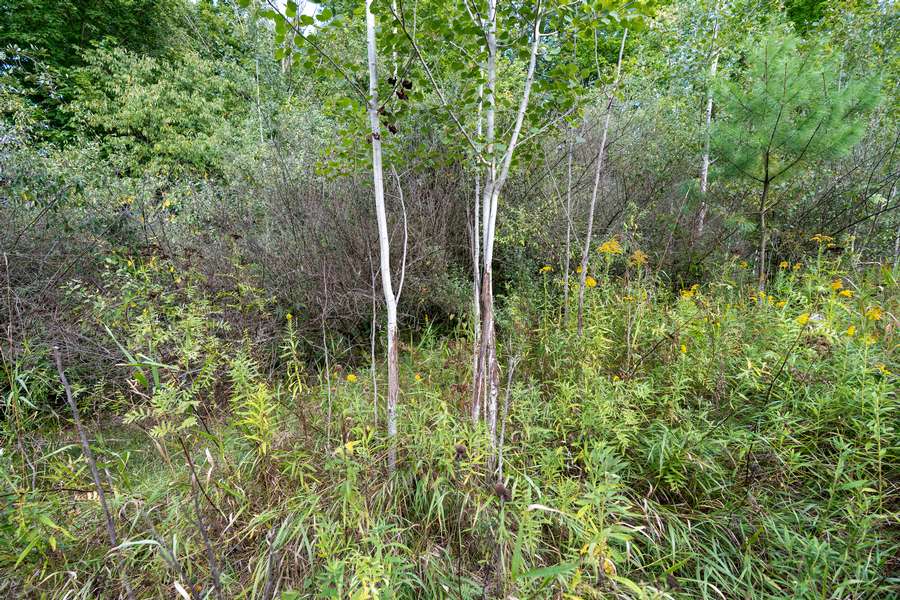 32BigRapidsMI_80Acres_0981.jpg