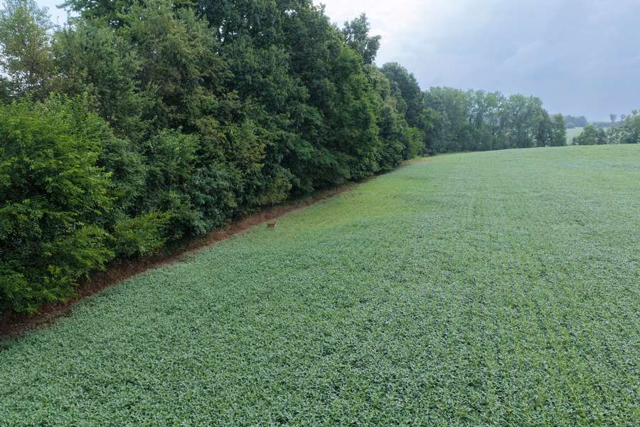 AllenMI_35Acres_Overall_20.jpg