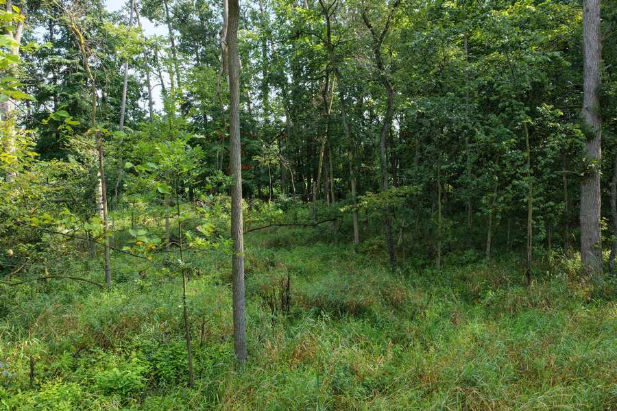 AllenMI_35Acres_ParcelA_24.jpg