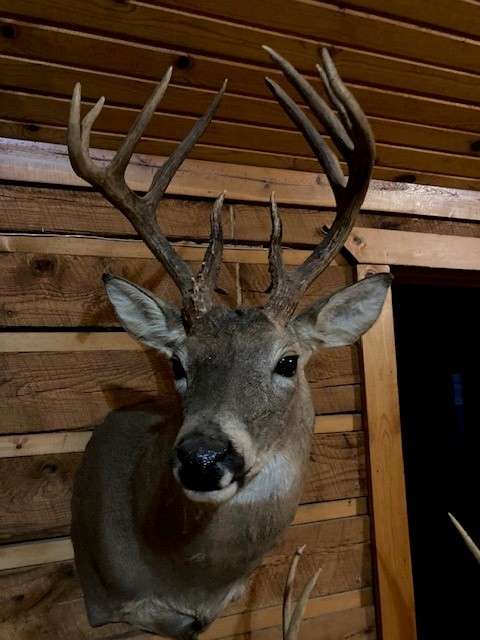 Deer292b7.jpg